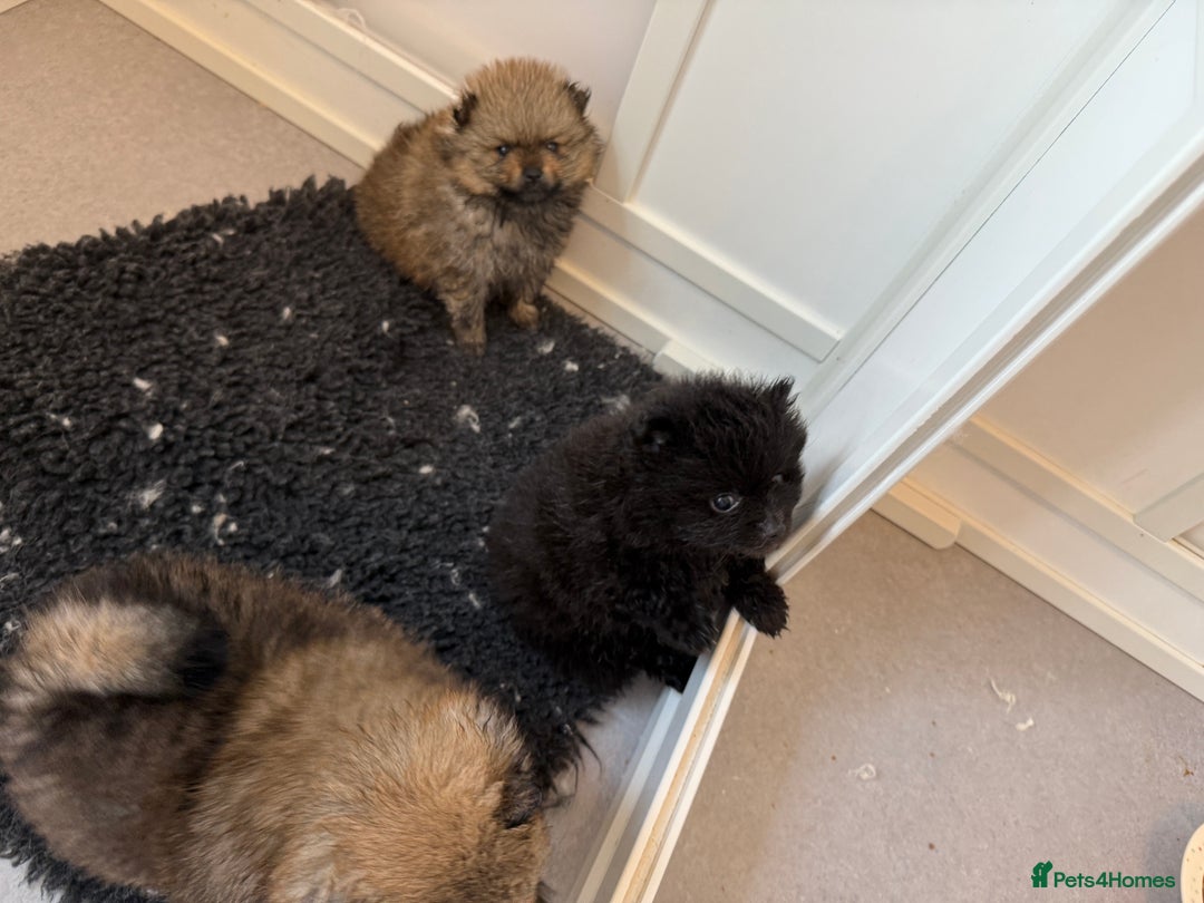 Pomeranian dogs for sale: Stunning Pomeranian puppies - Image 3