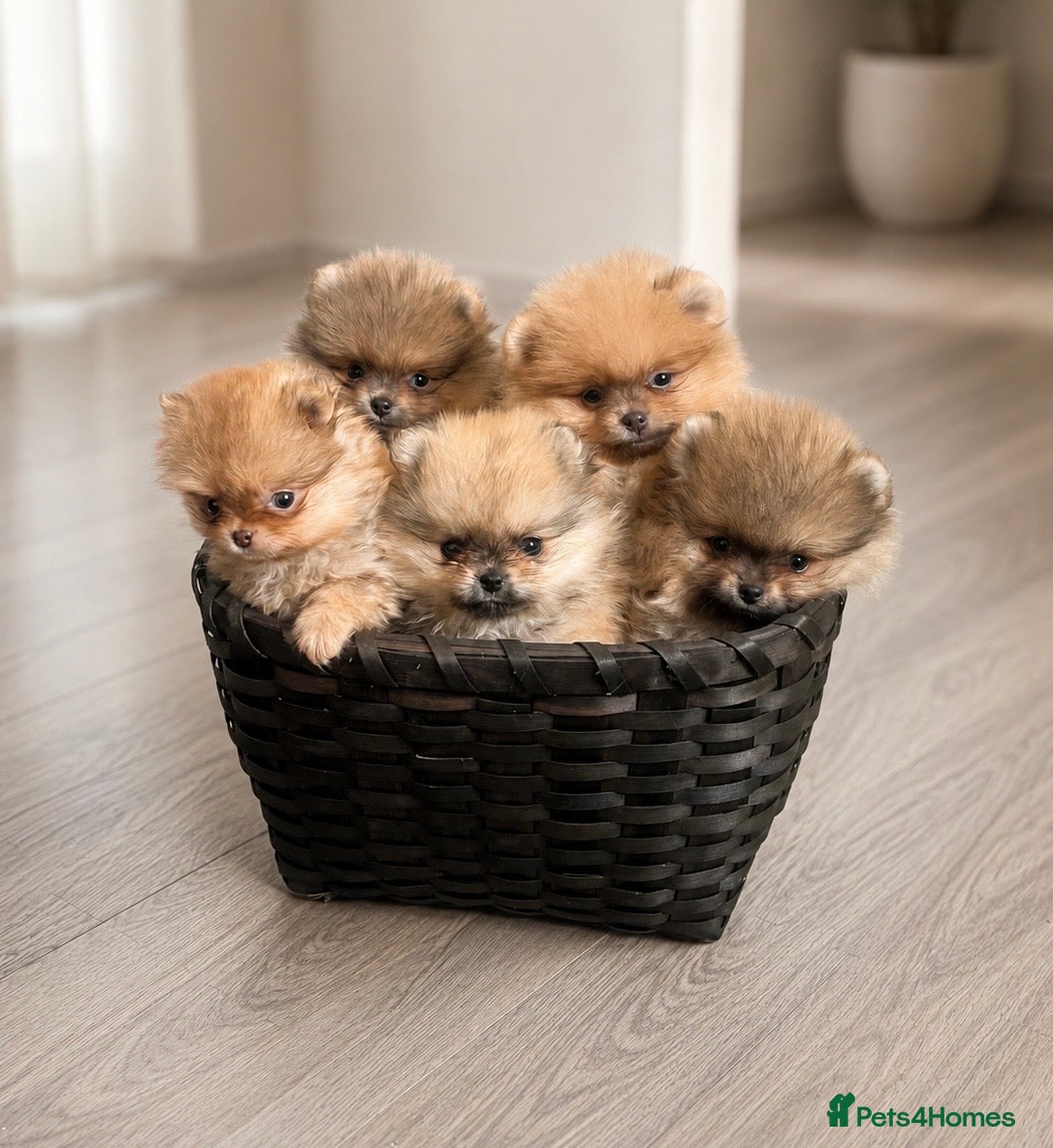 Pomeranian dogs 🔥Outstanding 🐻Championship 🏆🔝Quality  - Advert 1