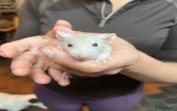 Rat rodents for sale: Dumbo x fancy rats  - Image 6