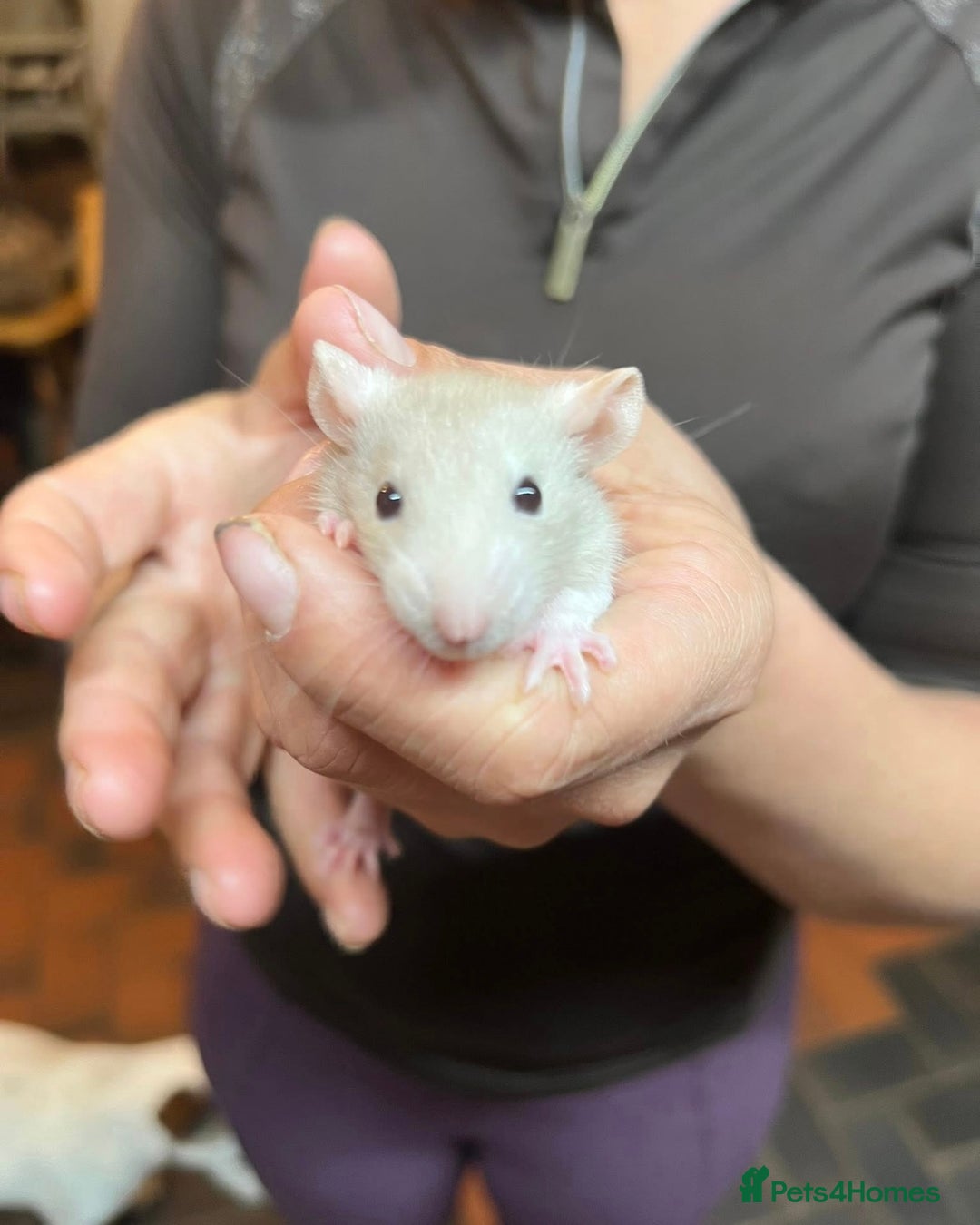 Rat rodents for sale: Dumbo x fancy rats  - Image 6