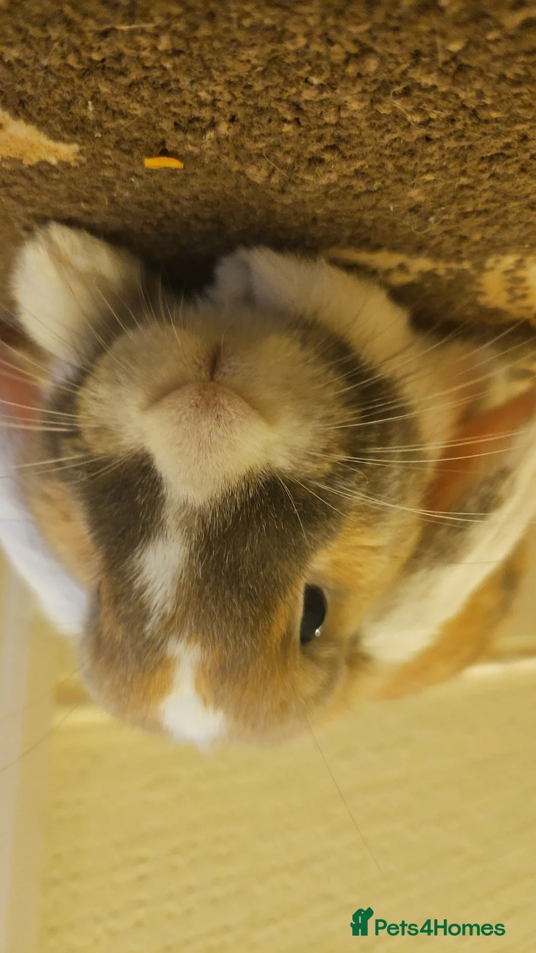 Mixed Breed rabbits for sale: Flopsy in Grimsby - Advert 3