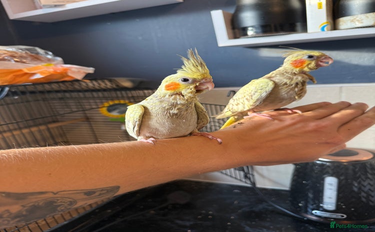 Cockatiels birds - Advert 2