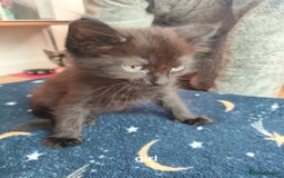 Mixed Breed cats for sale: Mixed breed kittens for sale. - Image 5