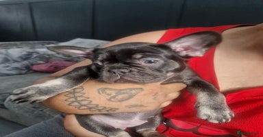 French Bulldog dogs - Advert 13