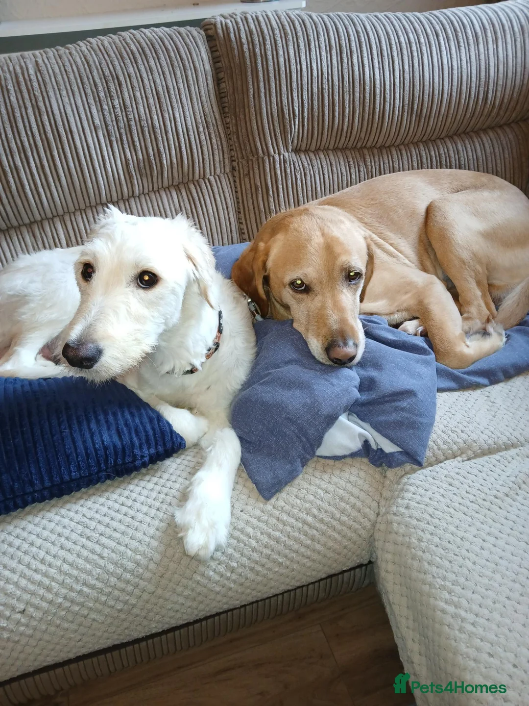 Labradoodle dogs for sale: Lab/Labradoodle Puppies in Withernsea - Advert 2