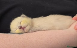 Ragdoll cats for sale: 💙 BLUEPOINT RAGDOLL BOY FOR SALE 💙 - Image 35