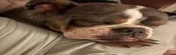 Old Tyme Bulldog dogs for sale: Ralph / Ralphy old tyme bulldog  in St Albans - Advert 8