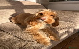 Mixed Breed dogs for sale: Jack Russel x Cockapoo Puppies - Image 20