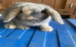 Mini Lop rabbits for sale: VACCINATED/wormed/flead mini lop babies  - Image 18