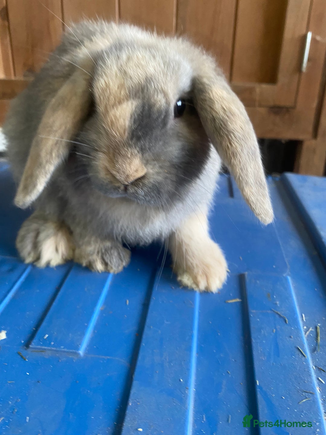 Mini Lop rabbits for sale: VACCINATED/wormed/flead mini lop babies  - Image 18