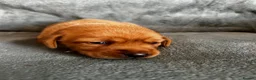 Labrador Retriever dogs for sale: Top Quality Fox Red Labradors - Advert 9