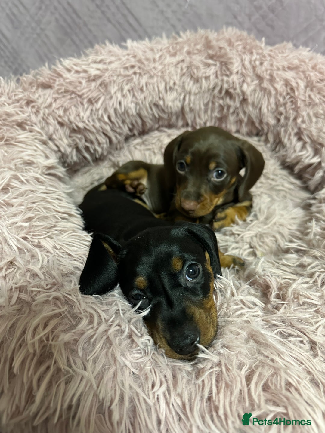 Miniature Dachshund dogs for sale: Mini dachshund  - Advert 4