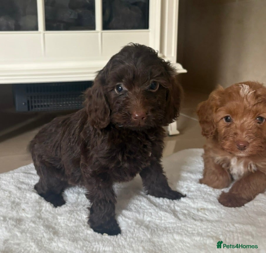 Cockapoo dogs Gorgeous cockapoo puppies - Advert 2