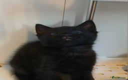 Mixed Breed cats for sale: 5 Kittens for a good home! - Image 9