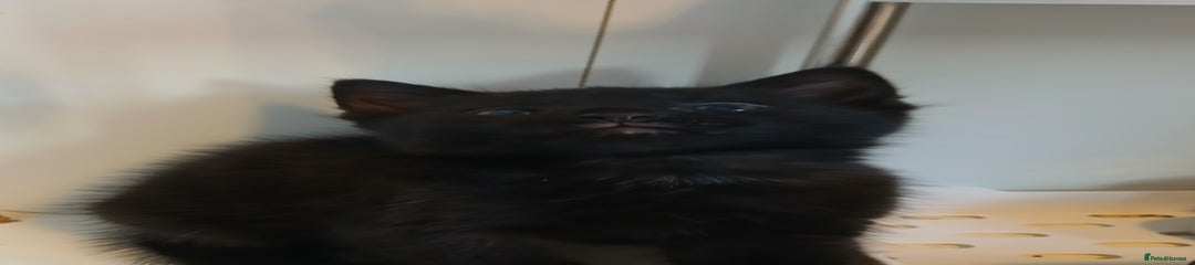 Void