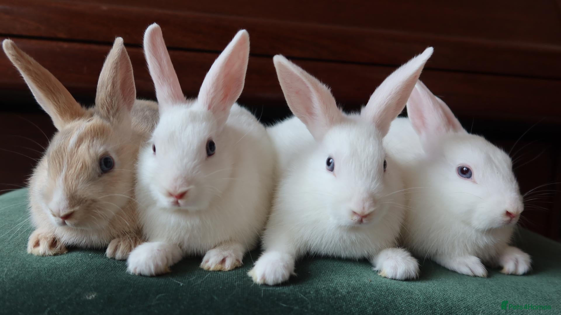 Mixed Breed rabbits Dwarf Mix Mini Rex Rabbits - Advert 1