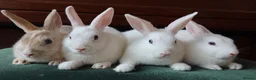 Mixed Breed rabbits for sale: Dwarf Mix Mini Rex Rabbits - Advert 1
