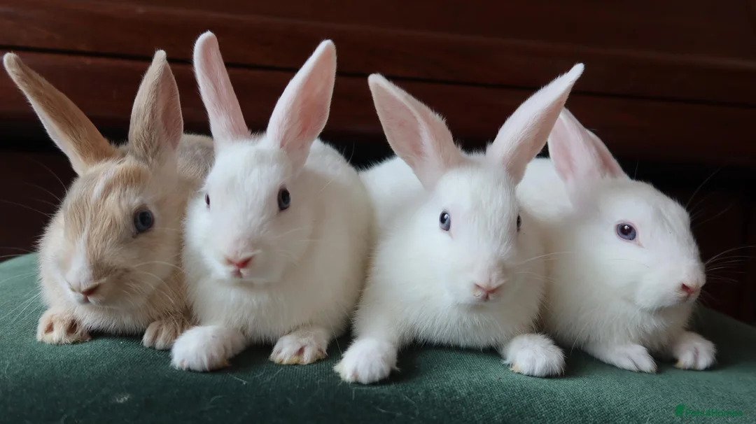 Mixed Breed rabbits for sale: Dwarf Mix Mini Rex Rabbits - Advert 1