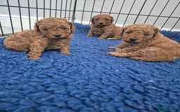 Miniature Poodle dogs for sale: KC Registered Red Miniature Poodle Puppies  - Image 8