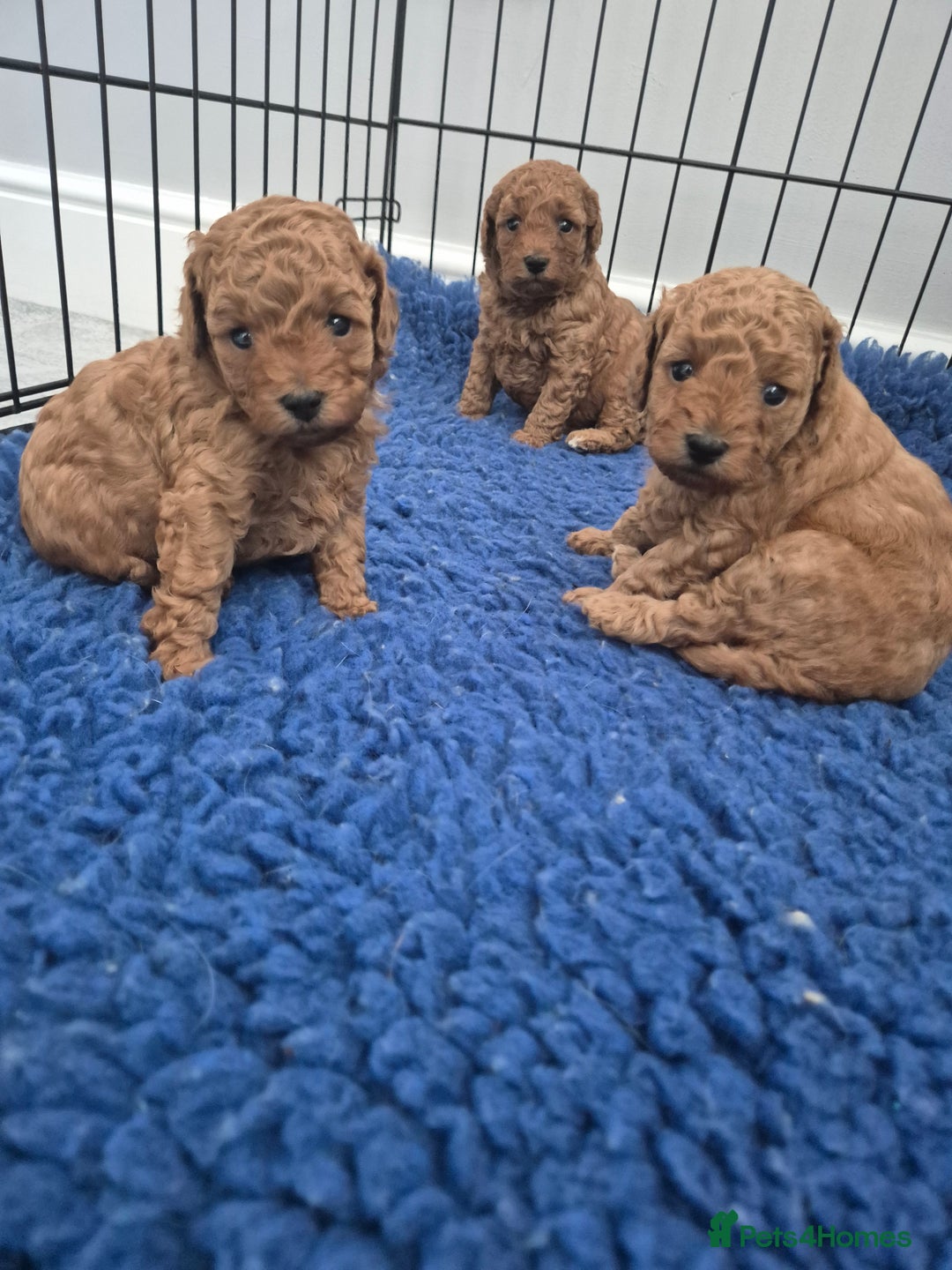 Miniature Poodle dogs for sale: KC Registered Red Miniature Poodle Puppies  - Image 8