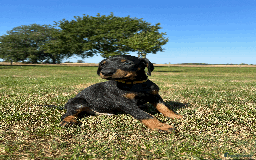 Dobermann dogs for sale: Ready now, Outstanding KC Reg Dobermann puppies - Image 29