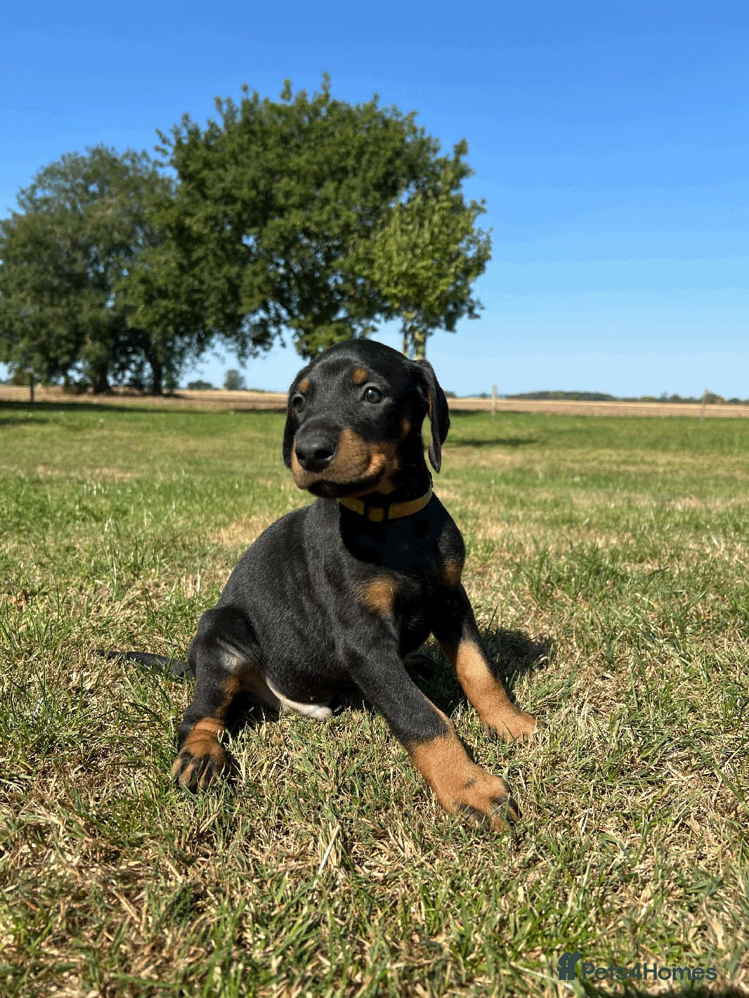 Dobermann dogs for sale: Ready now, Outstanding KC Reg Dobermann puppies - Image 29