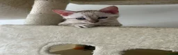 Bengal cats for sale: Snow bengal kittens in Otley - Advert 6
