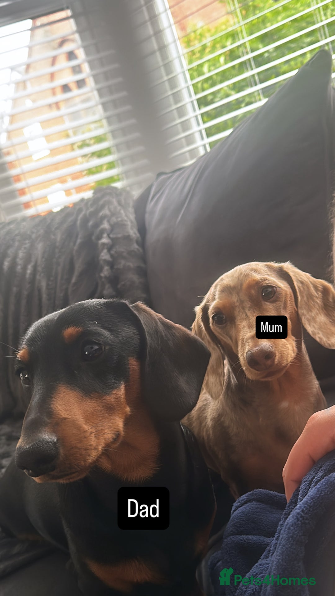Miniature Dachshund dogs for sale: Miniature daschunds  READY TO LEAVE 29th SEPT - Image 5