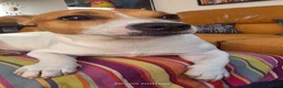 Jack Russell dogs for stud: Jack Russell STUD - Advert 6