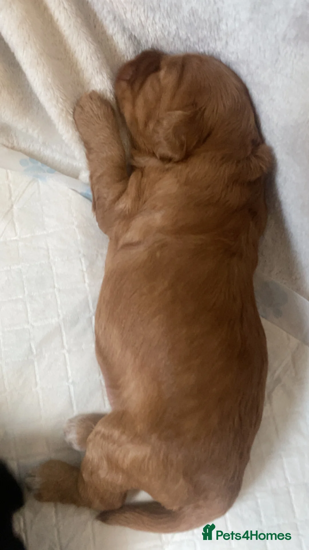 Cockapoo dogs for sale: 5 beautiful cockapoo puppies  - Advert 11