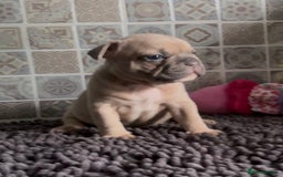 Mixed Breed dogs for sale: 5 week old Frenchie pups for sale - Image 3