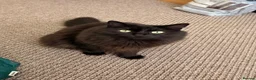 Mixed Breed cats for sale: Free to good home- Domestic Mixed Breed Longhaired in Pentraeth - Advert 2