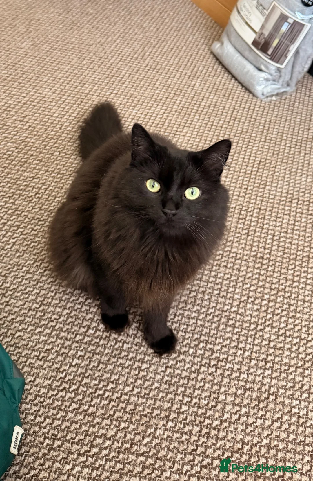 Mixed Breed cats for sale: Free to good home- Domestic Mixed Breed Longhaired in Pentraeth - Advert 2