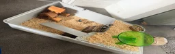 Mouse rodents for sale: 2 Female mice with cage & accessories  - Advert 4