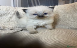 Mixed Breed cats for sale: Health Tested Perdolls - Image 19