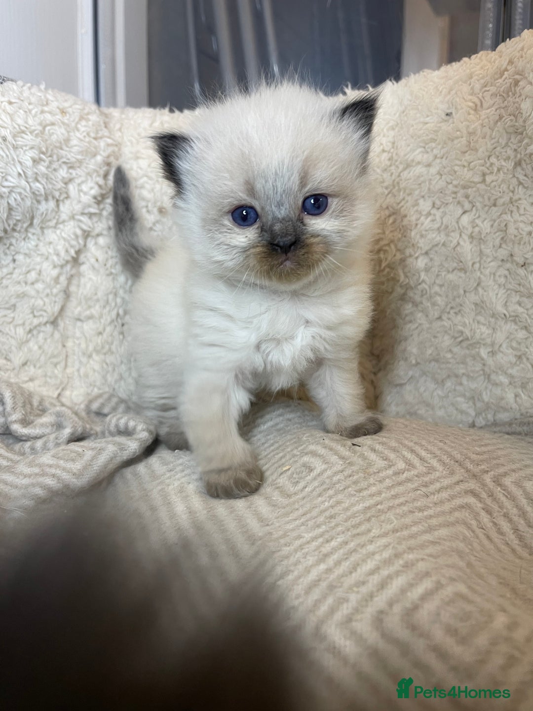Mixed Breed cats for sale: Health Tested Perdolls - Image 19