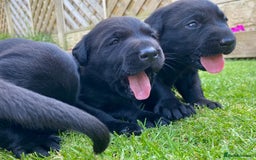 Labrador Retriever dogs for sale: Black Labrador puppies  - Image 6