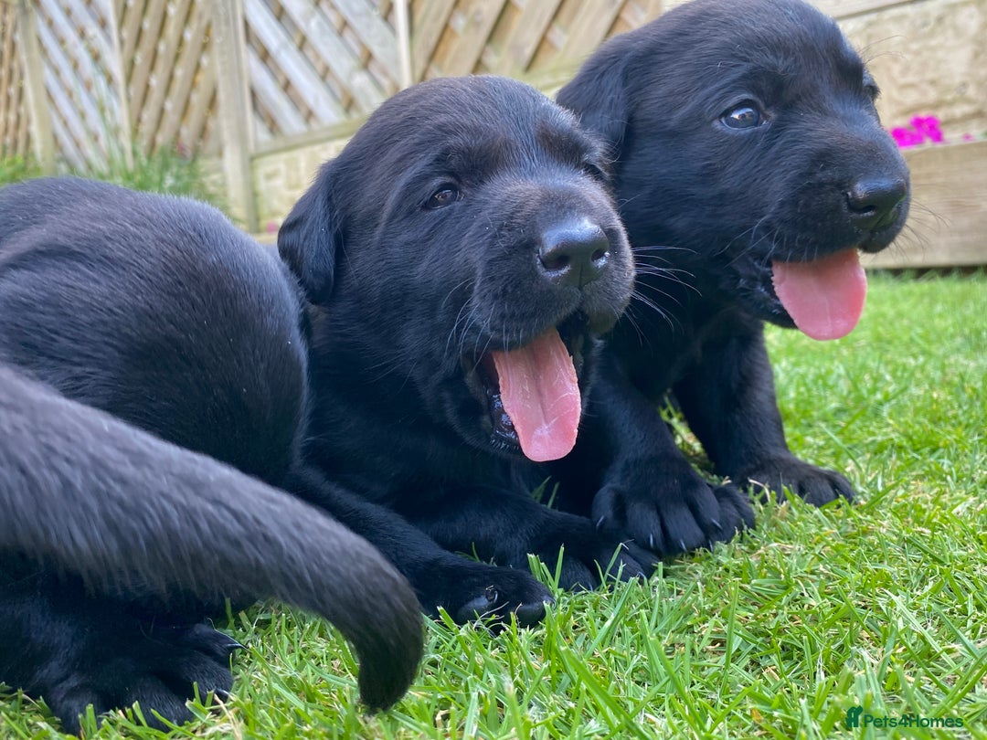 Labrador Retriever dogs for sale: Black Labrador puppies  - Image 6