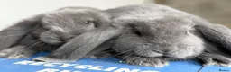 French Lop rabbits for sale: Stunning French lop babies  - Advert 10