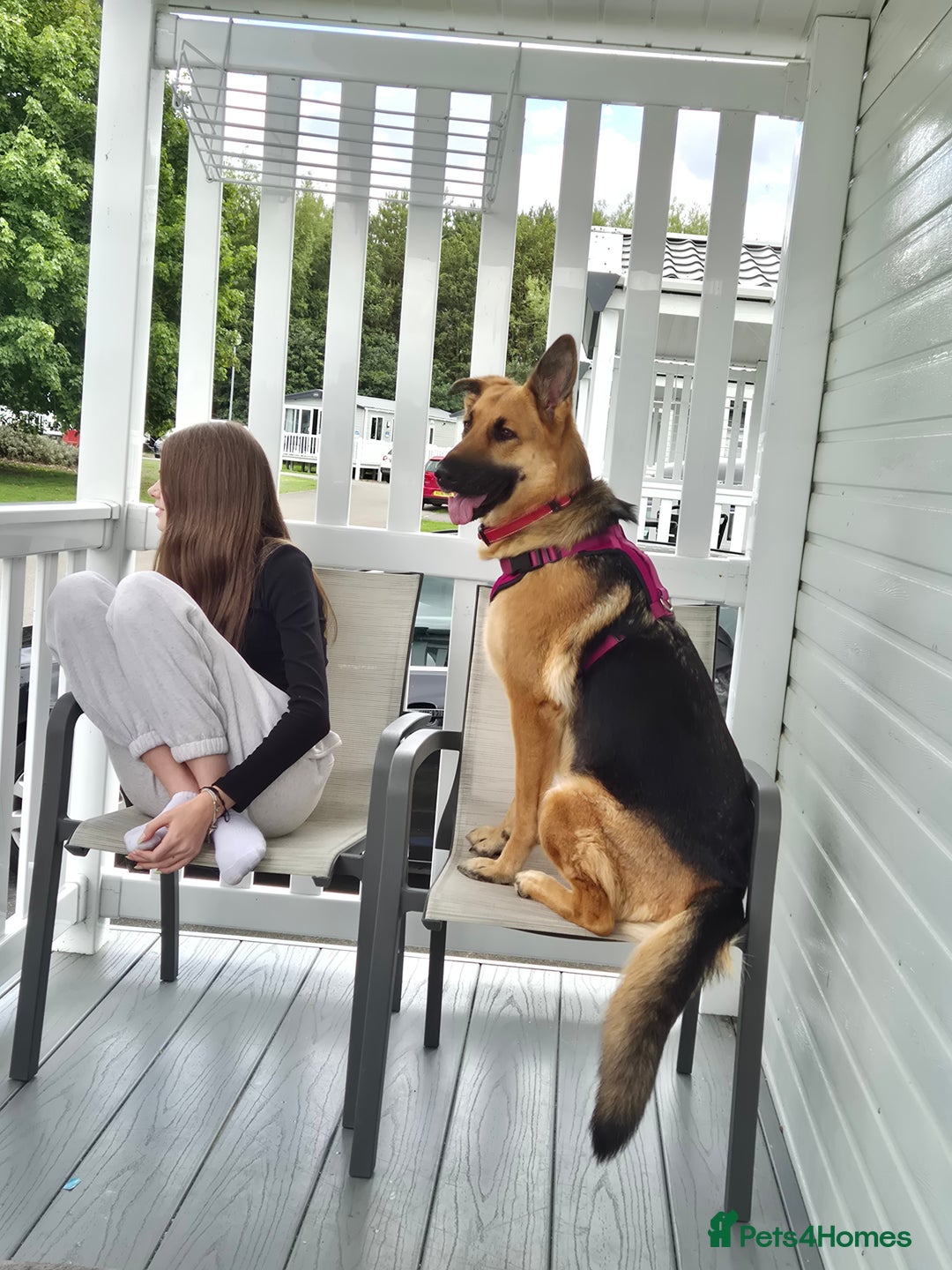 German Shepherd dogs for sale: German shepard puppies - Image 20