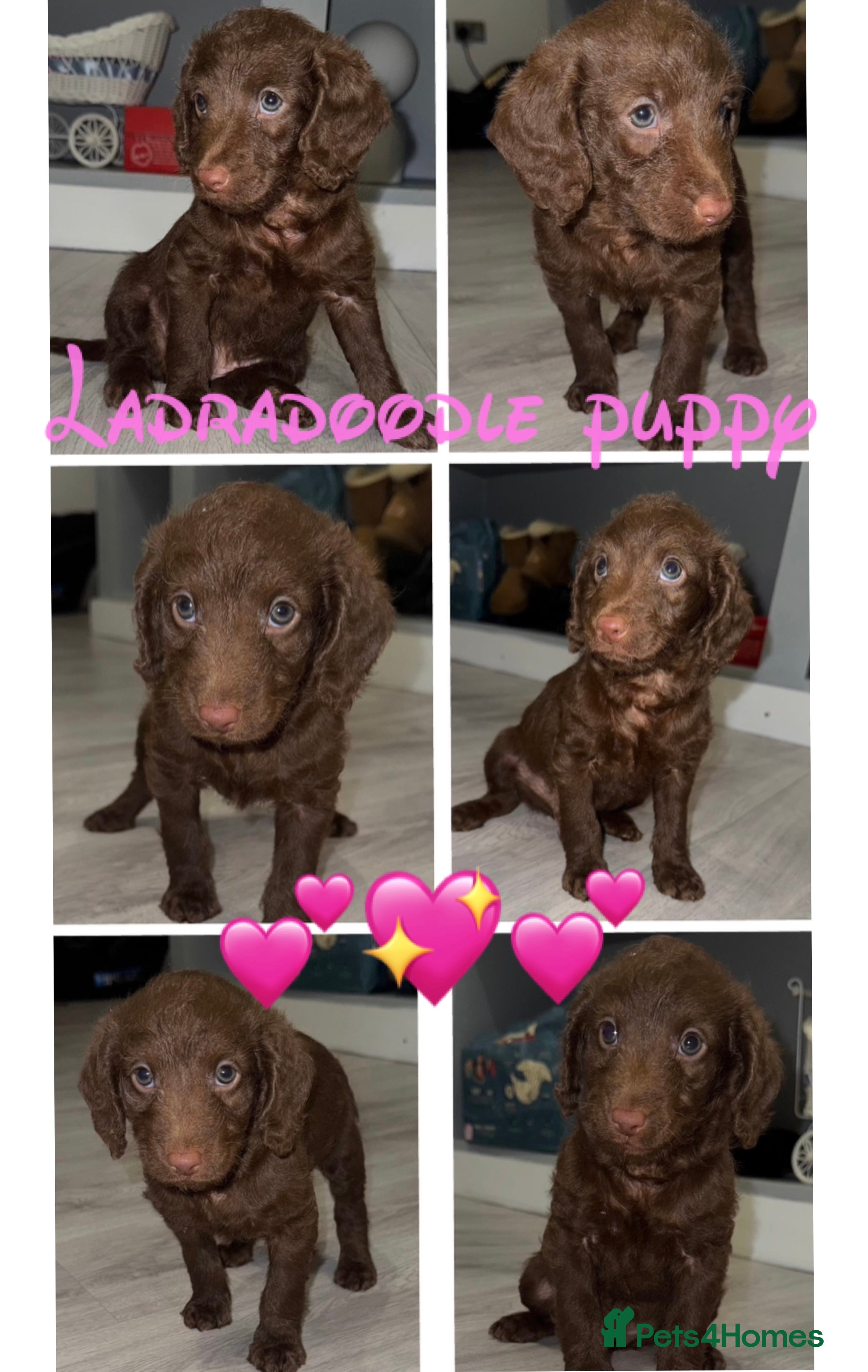 Labradoodle dogs Chocolate female labradoodle puppy - Advert 4