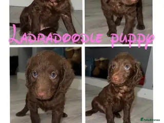 Labradoodle dogs Chocolate female labradoodle puppy - Advert 4
