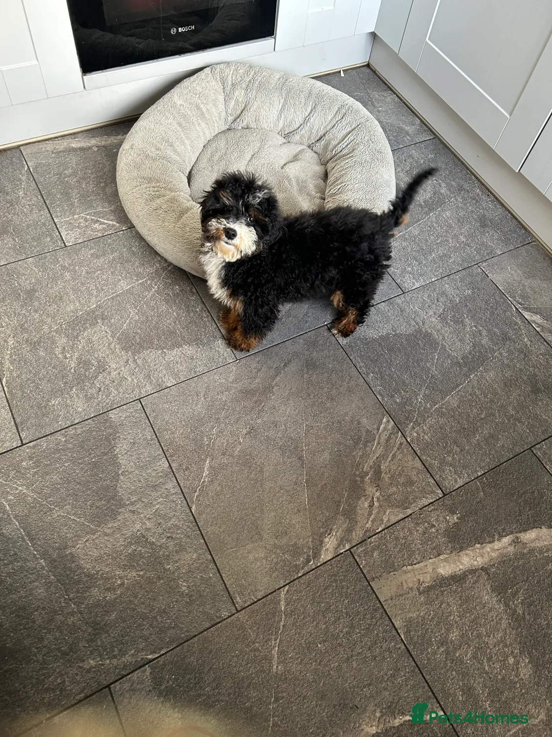 Mixed Breed dogs for sale: 🌟🌟Stunning Australian Cavapoo Puppies 🩷💙 m - Advert 17