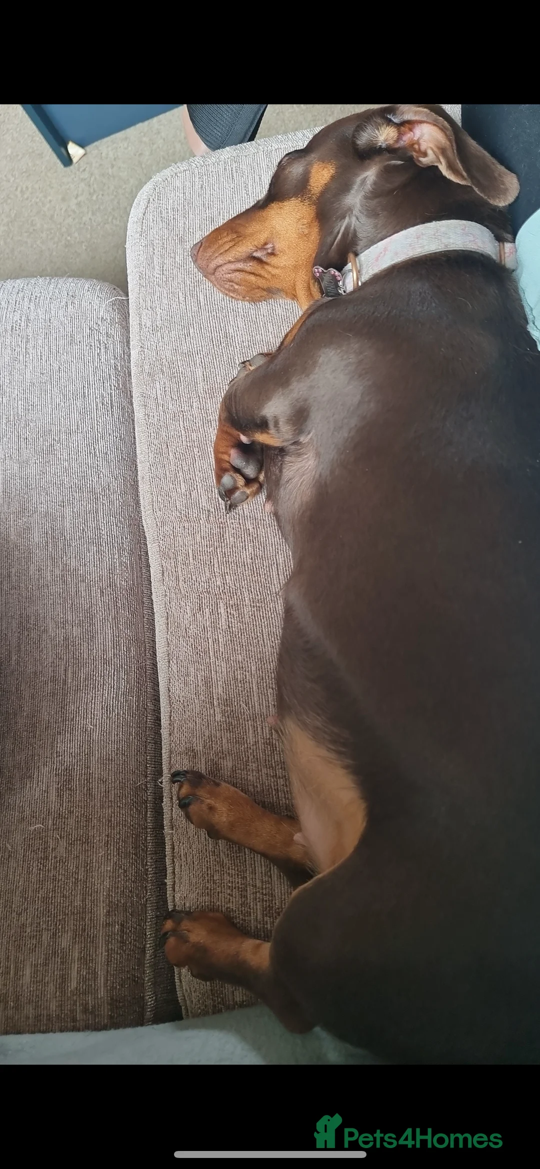 Miniature Dachshund dogs for sale: Miniature dachshund 3 year old  - Advert 1