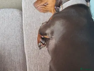 Miniature Dachshund dogs Miniature dachshund 3 year old - Advert 2