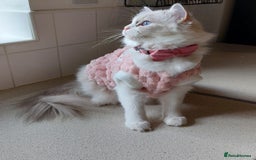 Ragdoll cats for sale: 🔥PRESTIGIOUS BEAST SIZE EU FEMALE🔥  - Advert 6