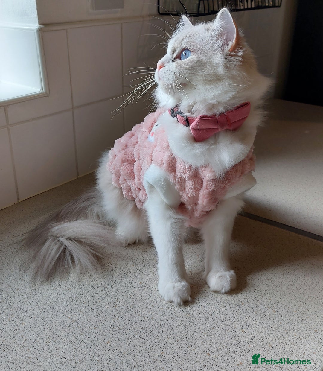 Ragdoll cats for sale: 🔥PRESTIGIOUS BEAST SIZE EU FEMALE🔥  - Advert 6