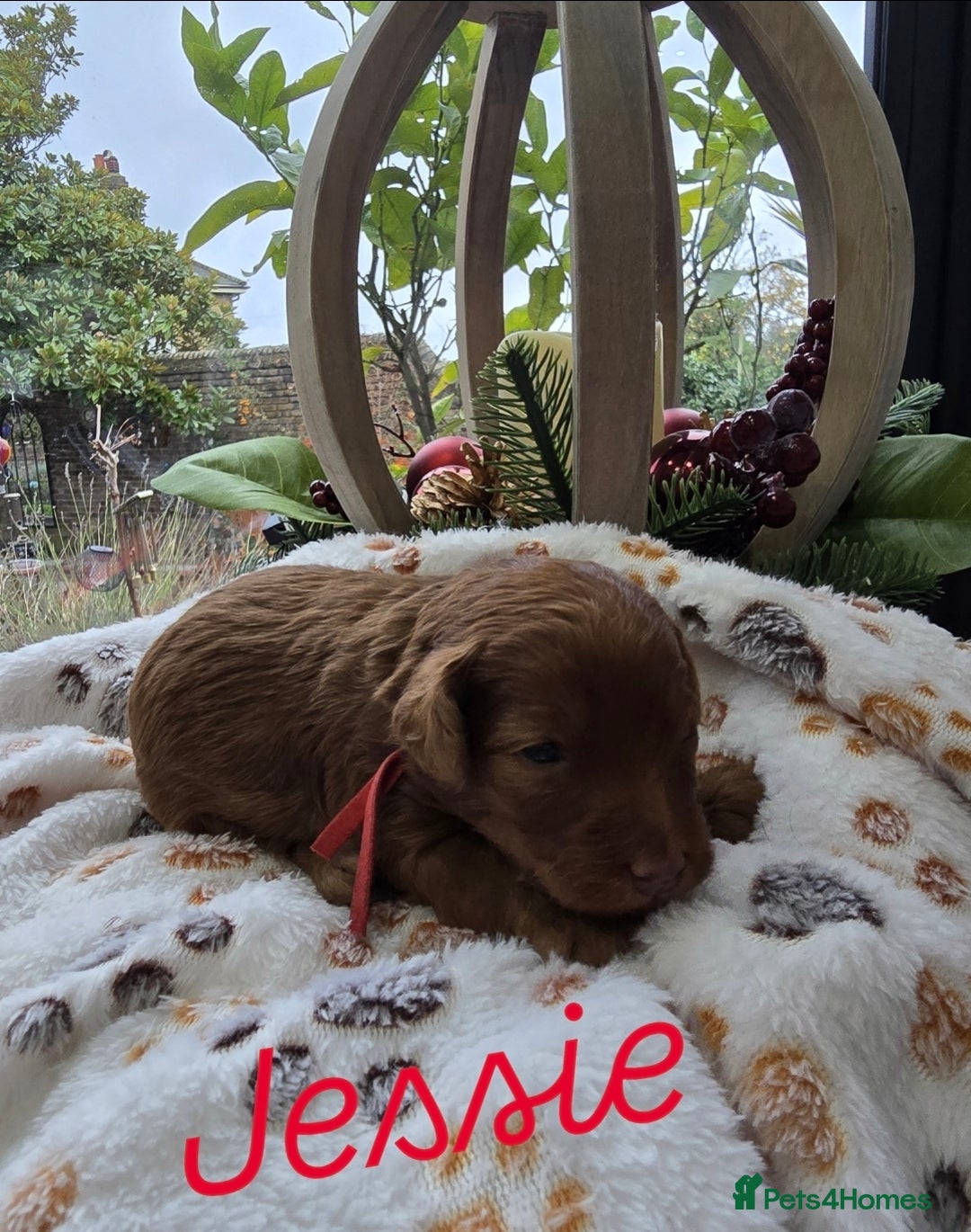 Cockapoo dogs for sale:  Toy cockerpoo health tested licensed Breeder  - Advert 5