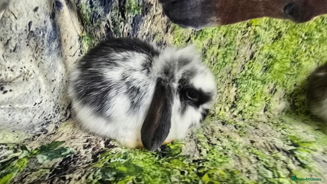 Mini Lop rabbits for sale: Beautiful Mini Lop Baby Rabbits - Image 3