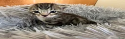 Bengal cats for sale: Beautiful half Bengal kittens - Advert 15